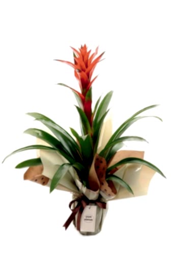 Guzmania