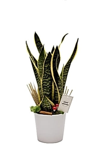 Sanseveria