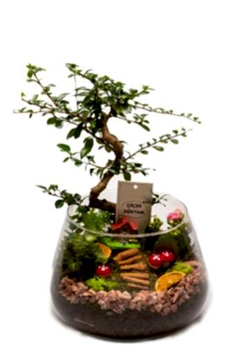 Bonsai Garden