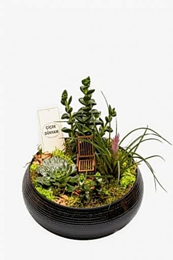 Terarium Garden