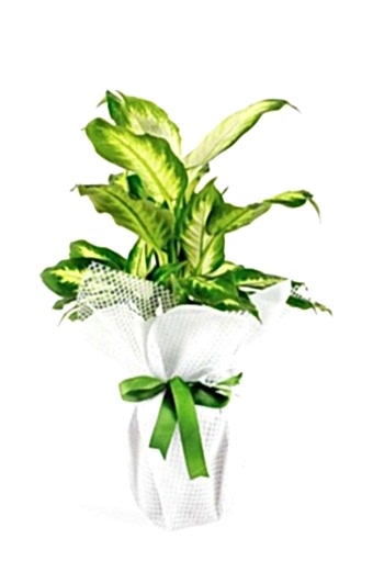 Dieffenbachia